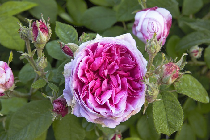 Rose Jardins du Rivau