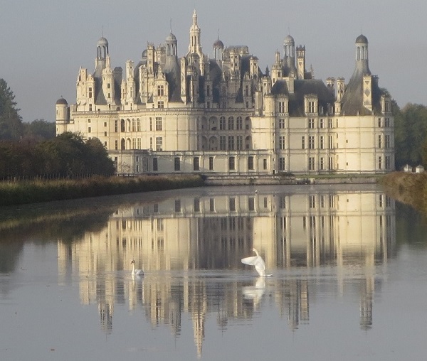 Château de Chambord, France : couple de cygnes, un cygne prend son envol