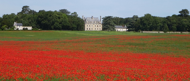 château de Beauregard champs coquelicots