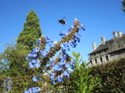 Jardin des Lices, chateau de Blois