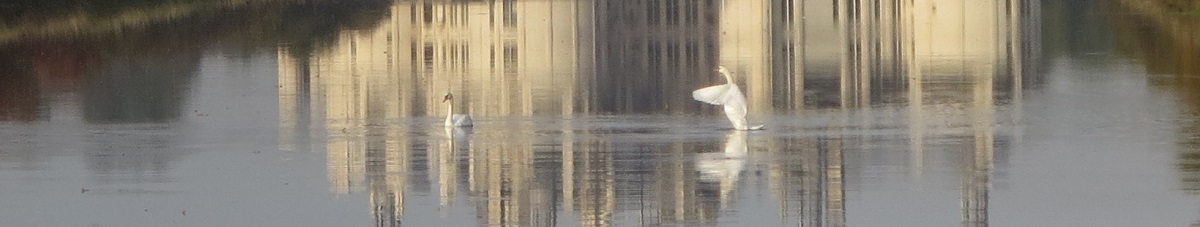 Les cygnes du château de Chambord : un cygne prend son envol