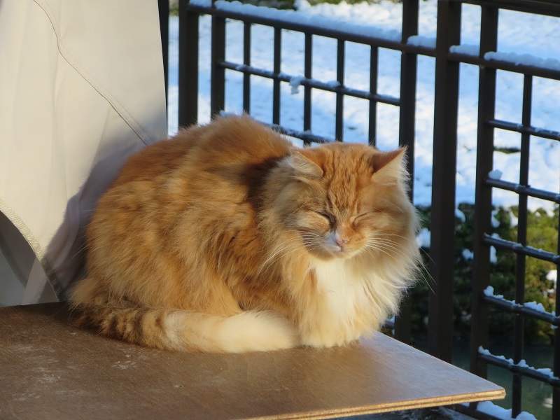 Noisette le chat aux longs poils roux au château de Chenonceau 