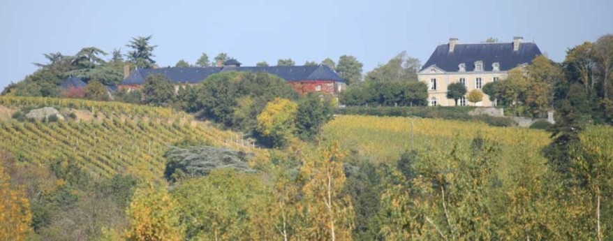Savennières Roche aux Moines vins de Loire vignes et domaine en automne